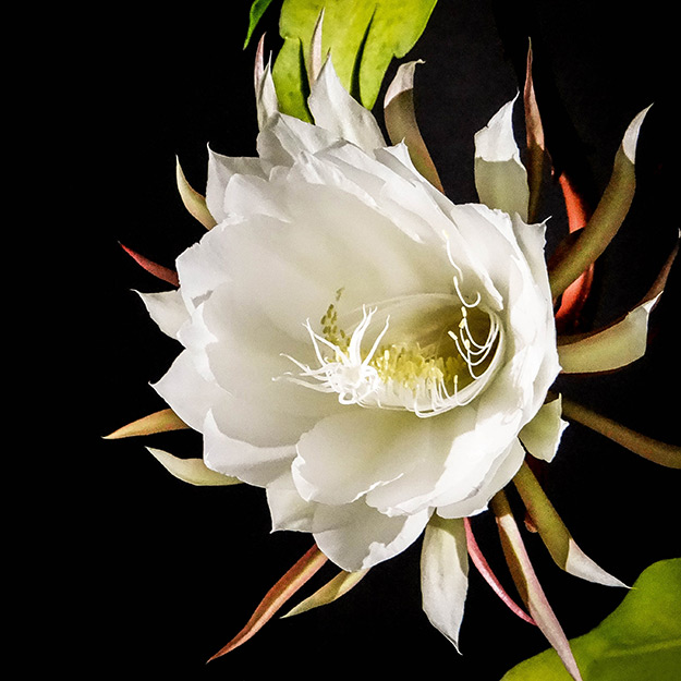 Queen of the Night photo