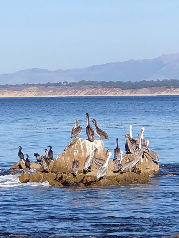 Pelicans photo
