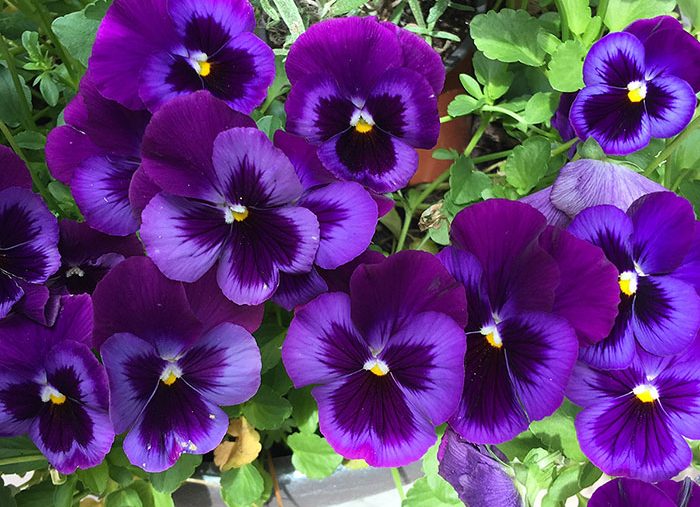 Featured Art: Pansies Featured Art: Pansies