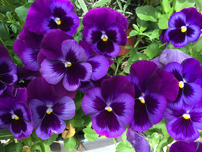 Featured Art: Pansies