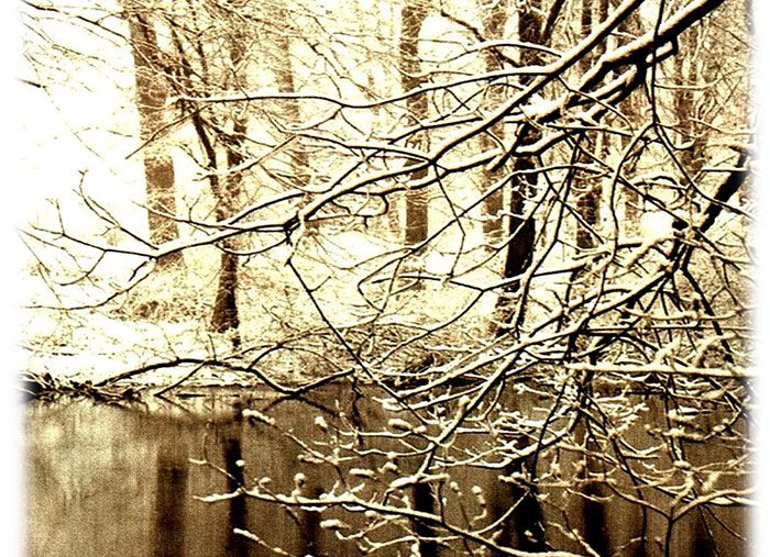 Featured Art: Sepia Tree
