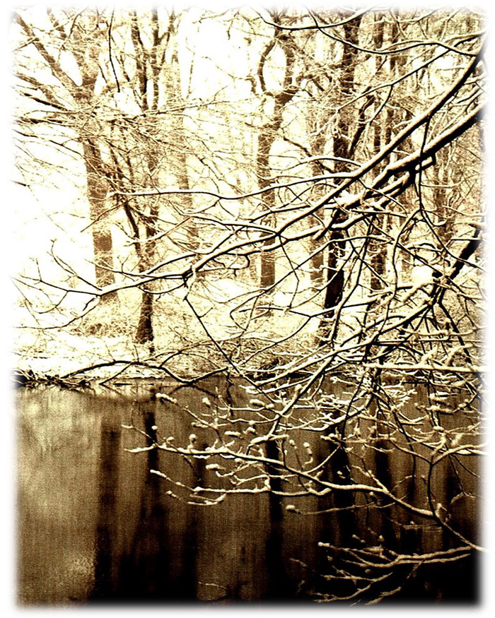 Sepia photograph of a tree reflected in water