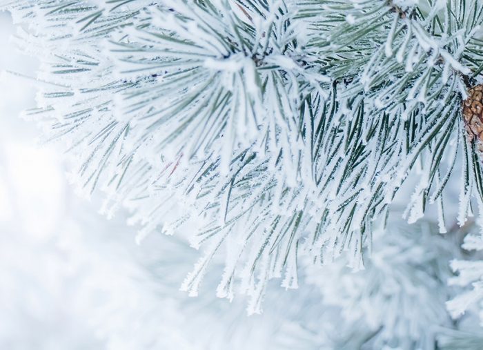 Featured Poem: First Snowfall
