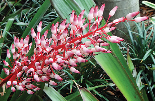 Bromeliad Bract photo