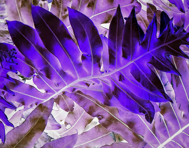 Featured Art: Luminous Leaves