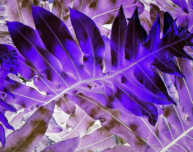 photo of leaves