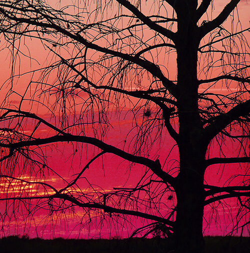 Featured Art: Tree at Sunset