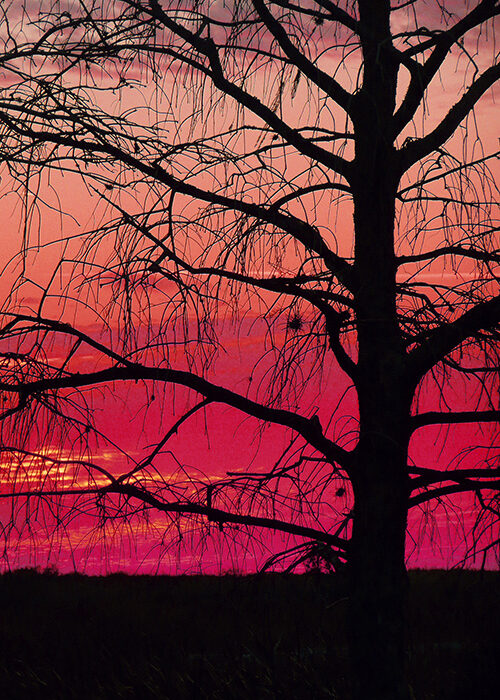 Featured Art: Tree at Sunset Featured Art: Tree at Sunset