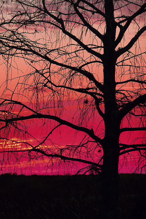 Photo of tree and red sky