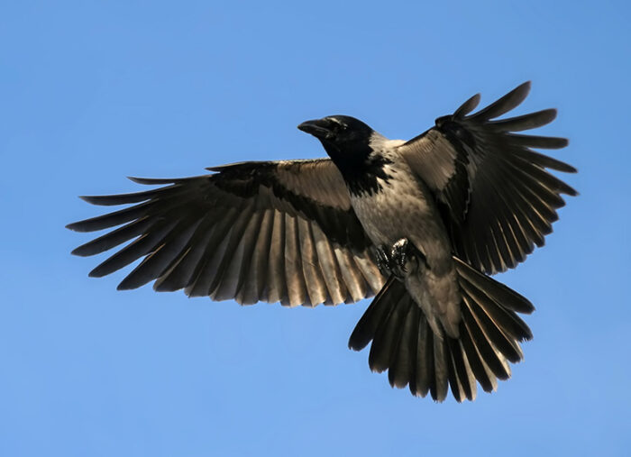 Featured Poem: Shadow First
