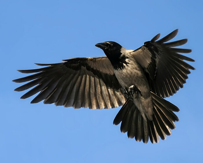 Featured Poem: Shadow First