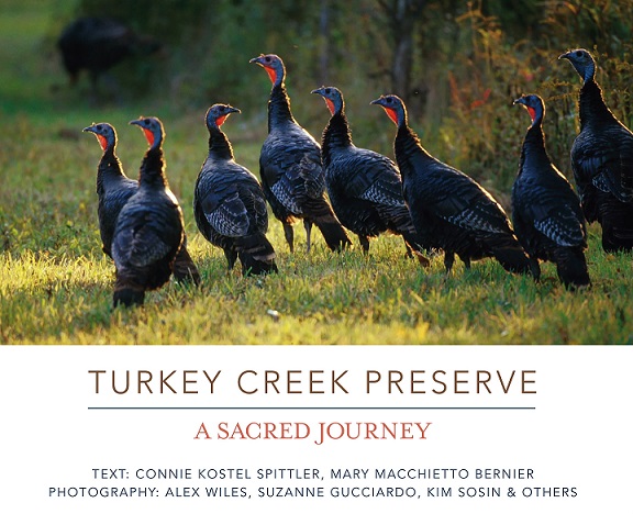 Turkey Creek Preserve A Sacred Journey 