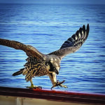 Peregrine Falcon