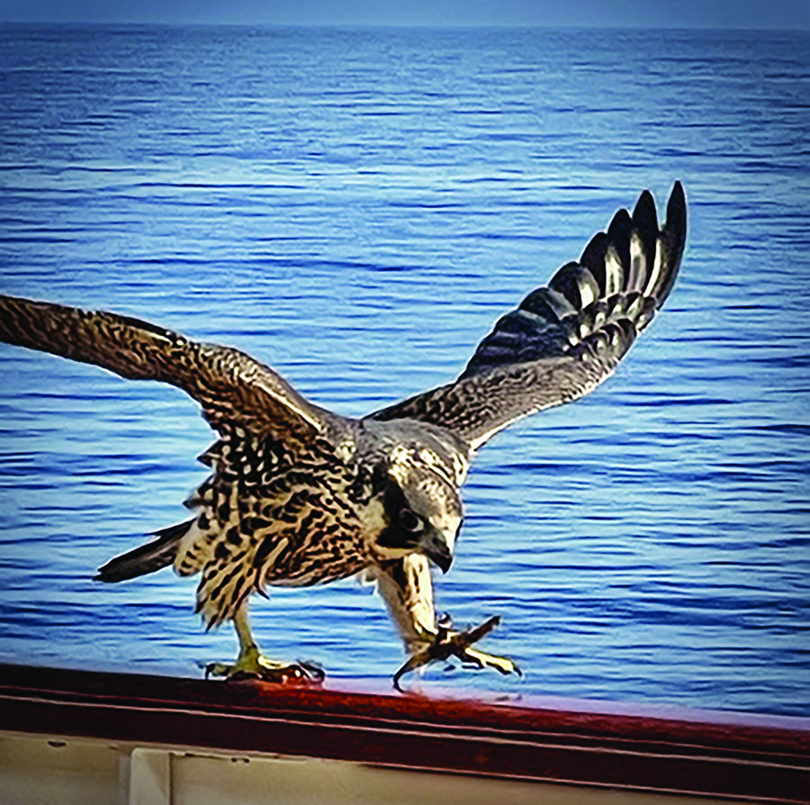 Peregrine Falcon