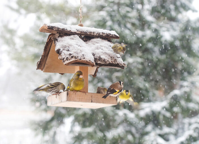 Featured Poem: A Wing and A Prayer