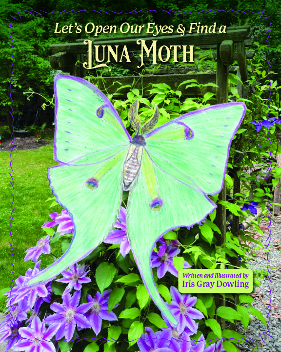 Iris Gray Dowling Discover A Luna Moth