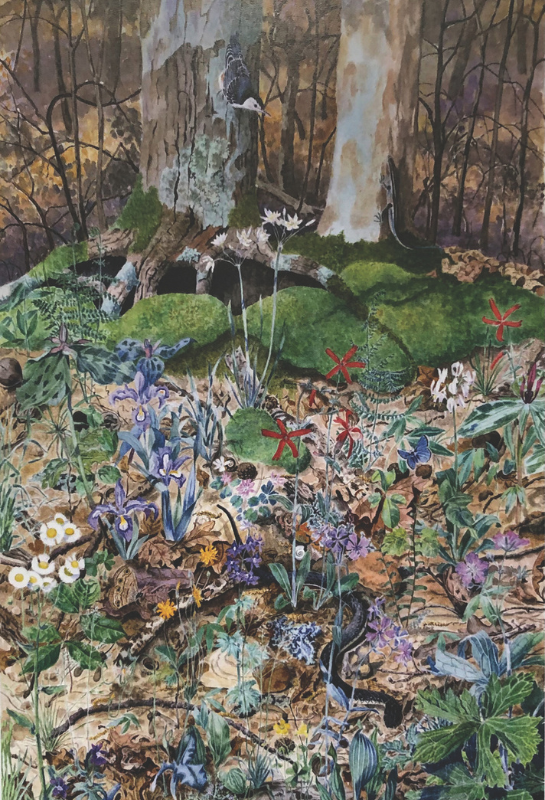 Woodland 2 by Anne Maddox