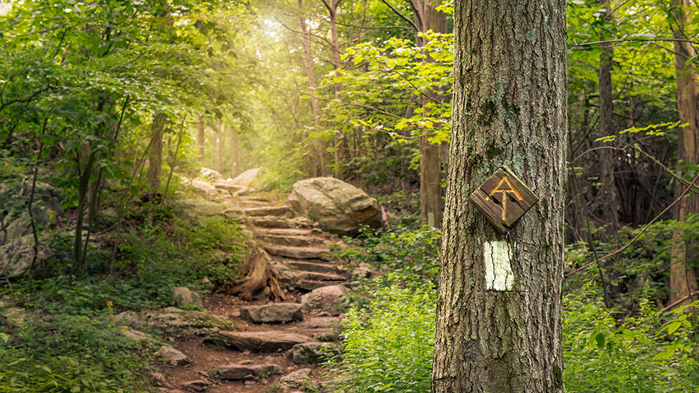 Featured Poem: The Wild Promise of My True Nature Featured Poem: The Wild Promise of My True Nature