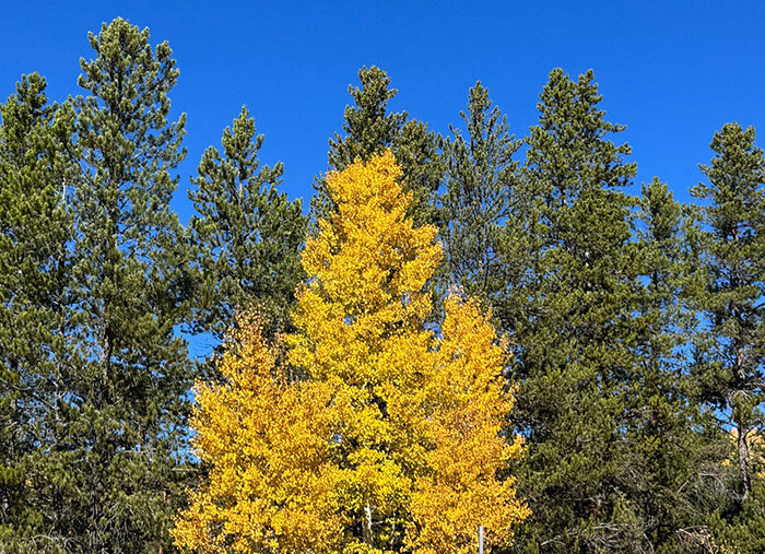 Featured Ekphrastic Art: Dillon, CO Featured Ekphrastic Art: Dillon, CO