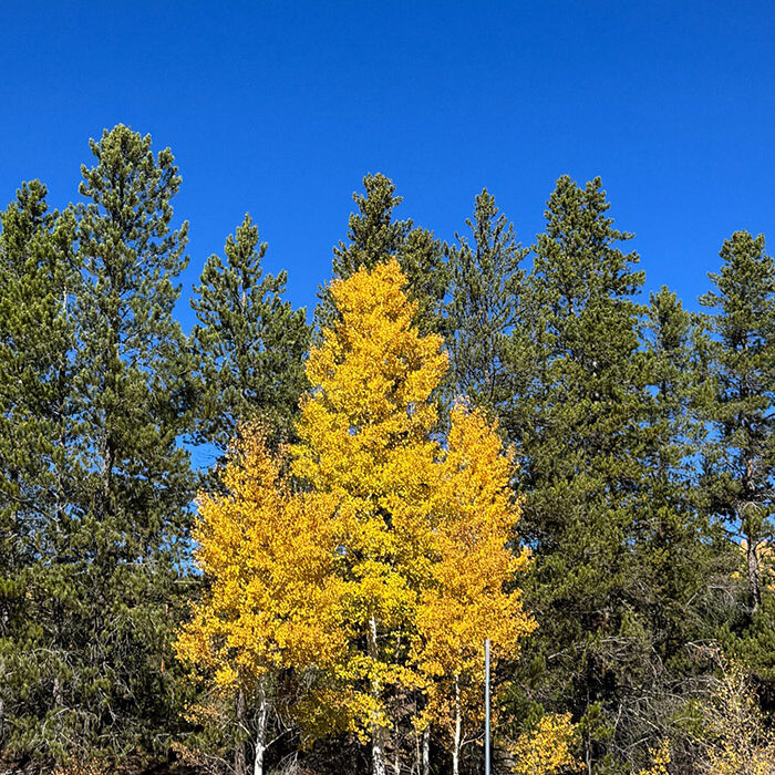 Featured Ekphrastic Art: Dillon, CO Featured Ekphrastic Art: Dillon, CO
