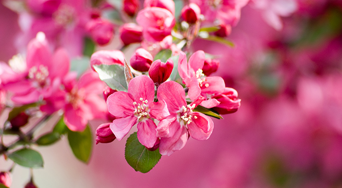 Featured Poem: Wine Country Spring