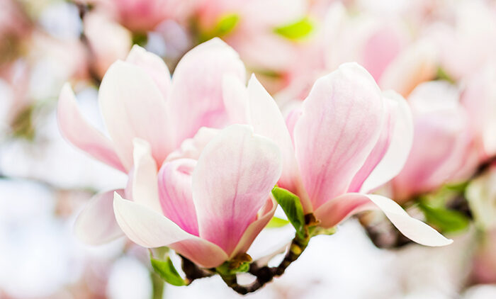 Featured Poem: A Dying Request Featured Poem: A Dying Request
