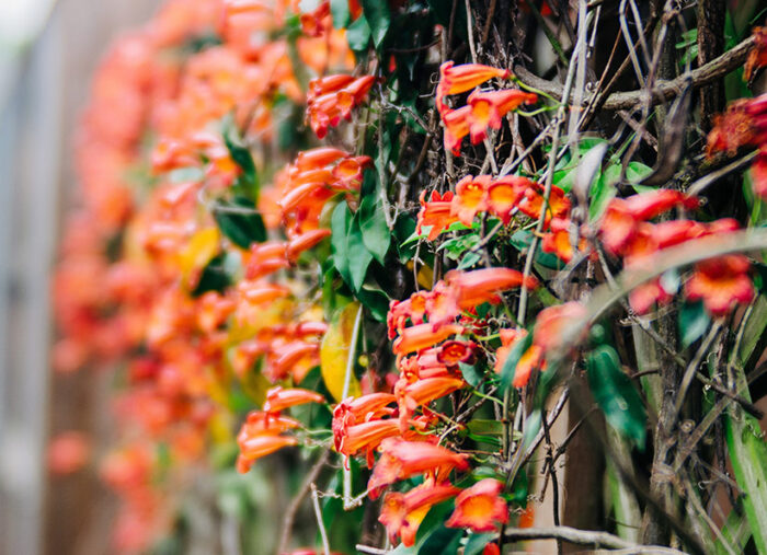 Featured Poem: Trumpet Vine