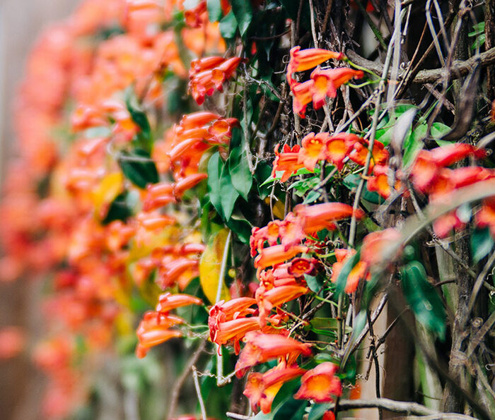 Featured Poem: Trumpet Vine