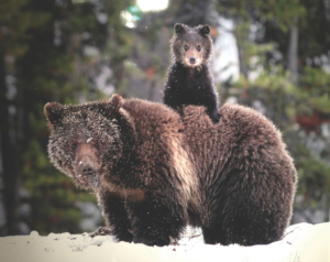Female Grizzly with Cub